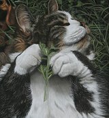 Cat Pet Portraits