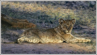 Lion cub pastel painting