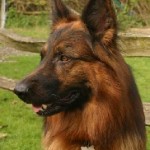 pet portrait photo example