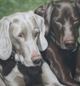 Group Pet Portraits