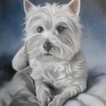 Hamish dog portrait.