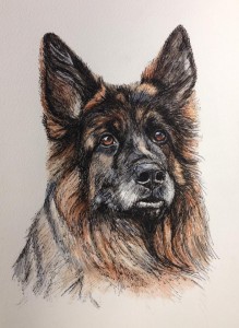 Kofi Kofi,GSD portrait