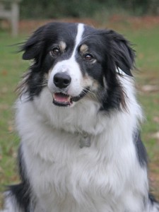 border collie, photograph, photo for pet painting, pet portraits, pet portrait