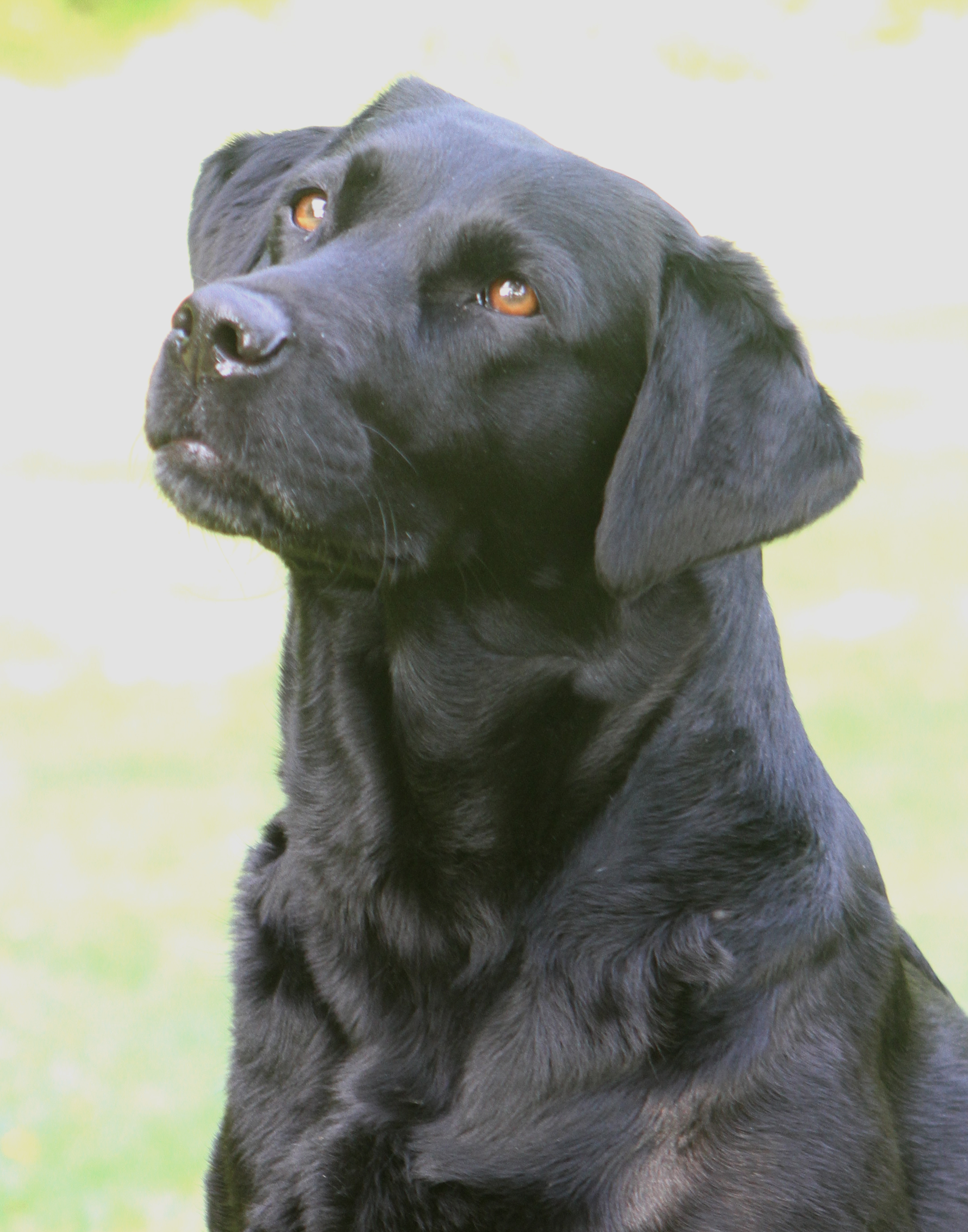 Working black labrador 2025