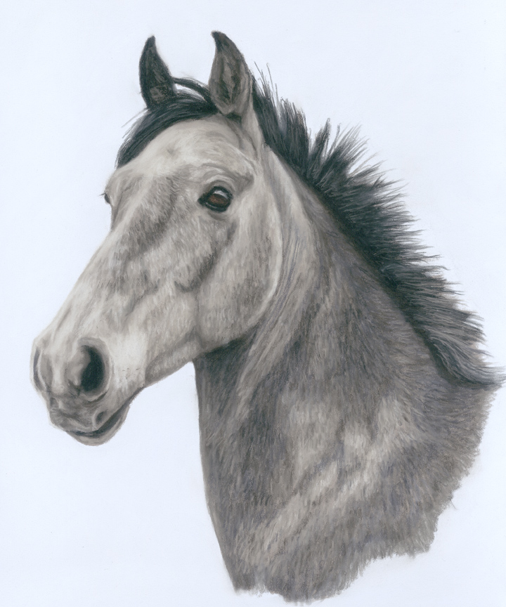 horse portrait, horse portraits, enqune art, equine artist, pet portrait, pet portraits, pet painting, pet paintings