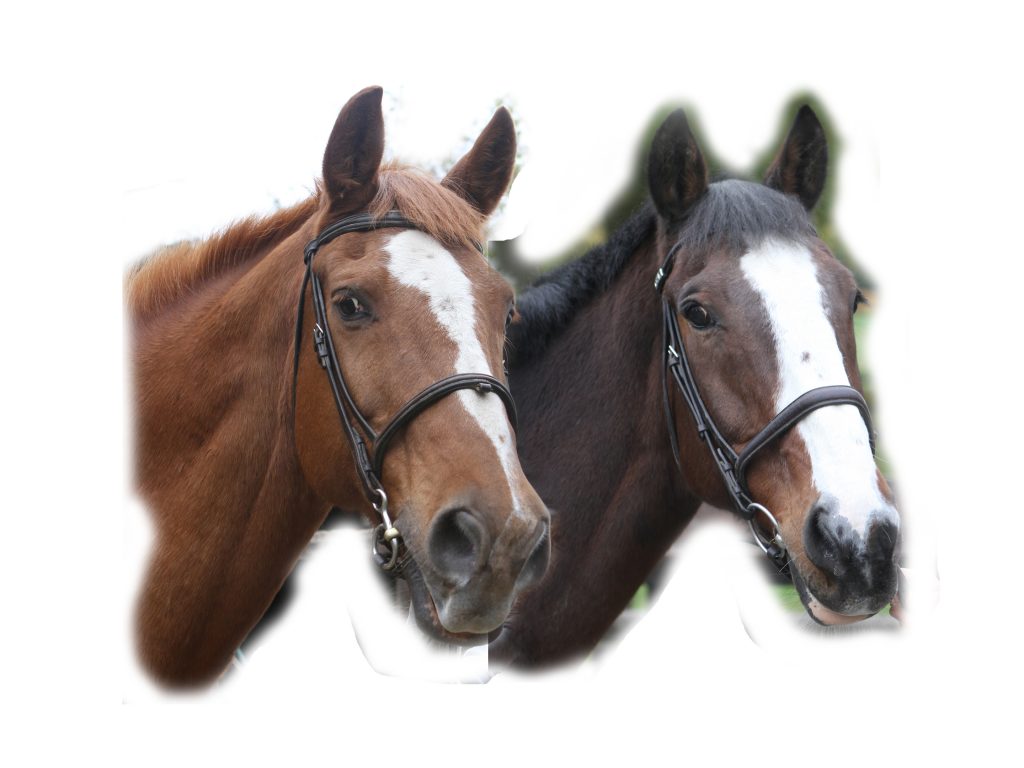 Horse, horse photo, photo for pet portrait