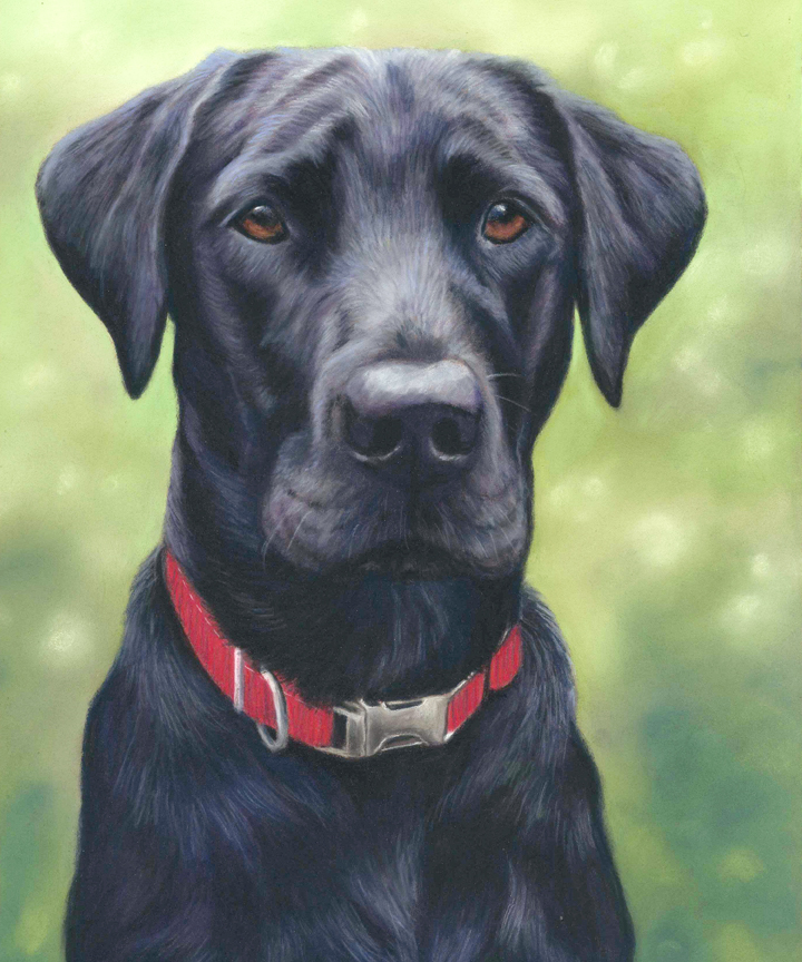 pet portrait, pet portraits, pet painting pet paintings, dog portrait, dog portraits, dog painting, dog paintings, pastel pet portrait, pastel pet portraits, pastel dog portrait, labrador portrait, labrador pet portrait, black labrador pet portrait, labrador pet portraits