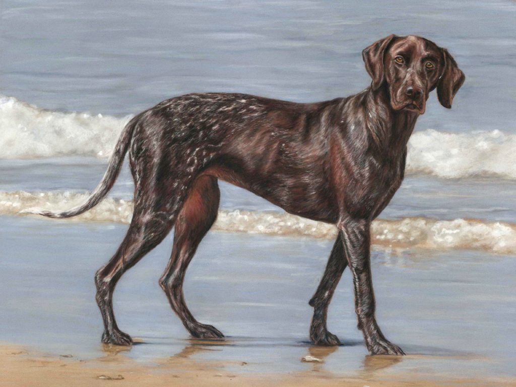 pet portrait, pet portraits, pet paintings, pet painting, pet portrait artist, pet portrait artists, pastel pet portrait, pastel pet portraits, dog portrait, dog portraits, dog pet portrait, dog pet portraits, dog painting, dog painting, dog pet painting, dog pet paintings