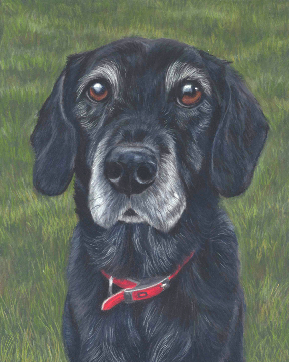 Bess, black collie cross pastel portrait. Sitting on grass with a red collar.