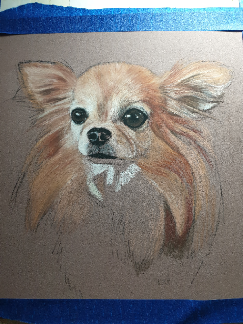 Start of Pixie's pet portrait in pastels