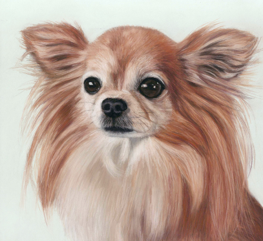 Chihuahua pastel portrait of Pixie with a very pale green background.