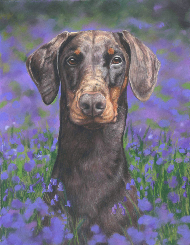 Ruby, doberman dog portrait in pastels. sitting in the bluebells.