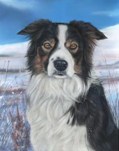 Marmo, tri border collie. Finished dog portrait in pastels with snow and blue ski behind him