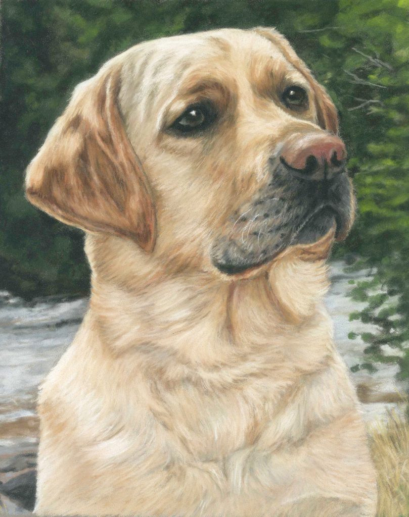 Pastel dog portrait of a yellow lab called Mack