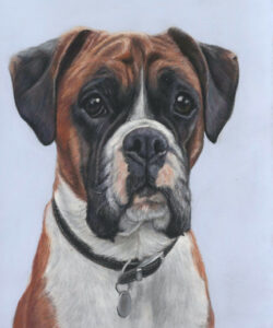 Boxer dog portrait in pastels with a blue background