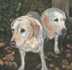 Double yellow labrador dog portrait 