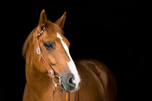 Reference photo for horse portrait