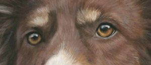 Eyes from Baileys pet portrait