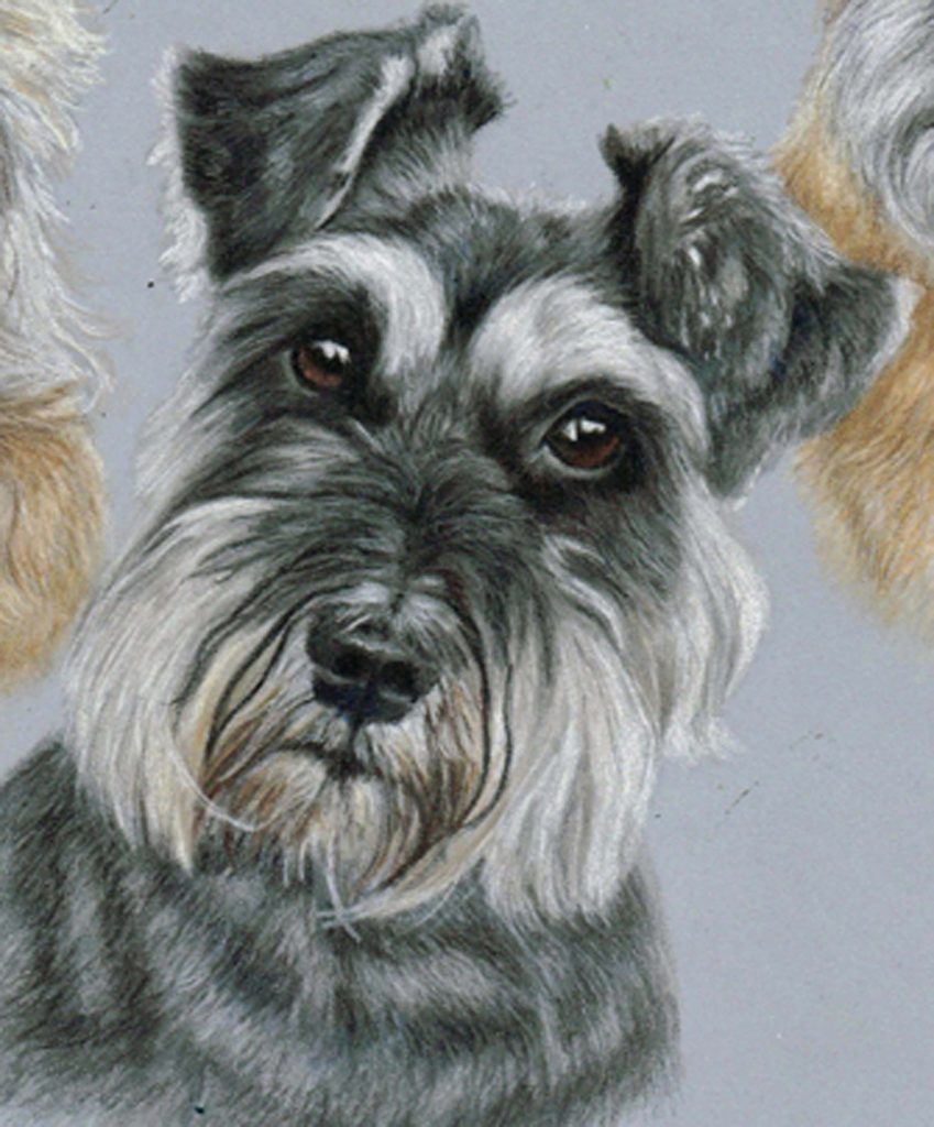 Schnauzer close up dog portrait