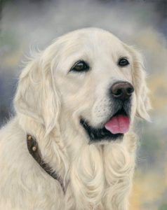 Tia, goldren retriever dog portrait in pastels