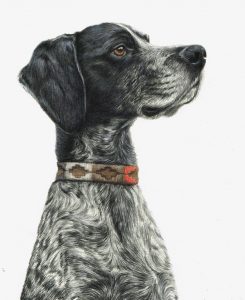 Chaos, coloured pencil dog portrait