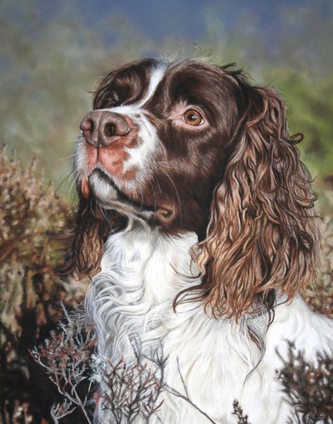 Dog portraits | Dog Portrait Artist | Sarahs Pet Portraits