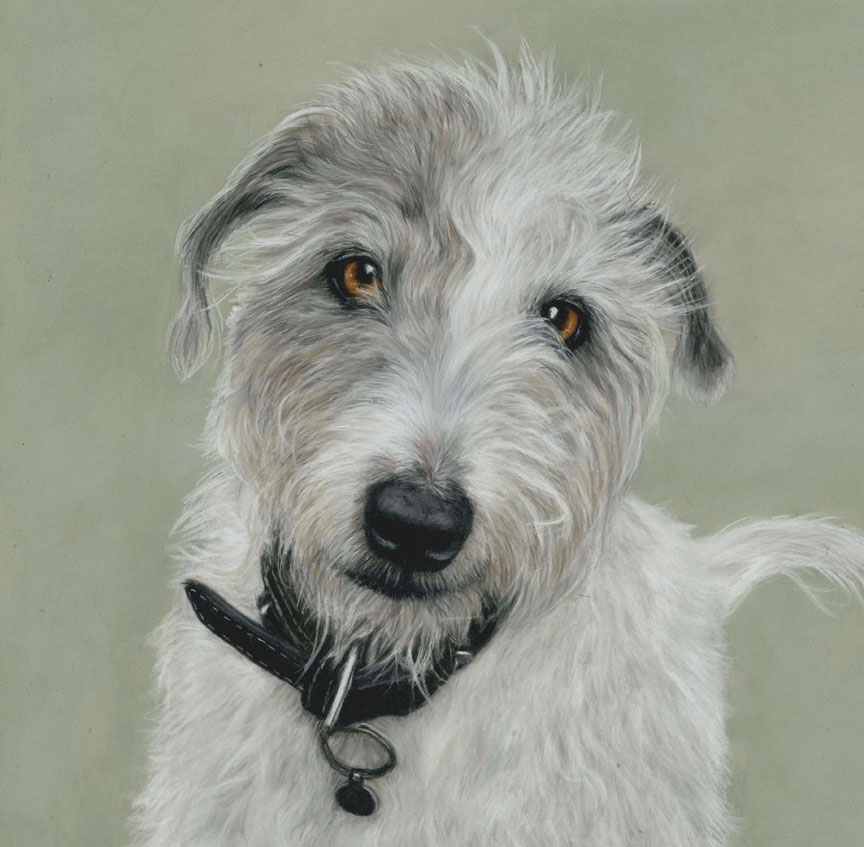 Mikey, dog pet portraits in pastel