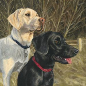 Double dog portrait of two labradors