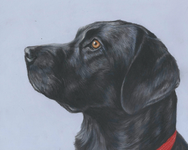 Black Labrador pet portrait