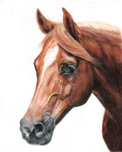 Horse Portrait in Coloured Pencil