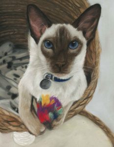 Kato, siamese cat pet portraits in pastels