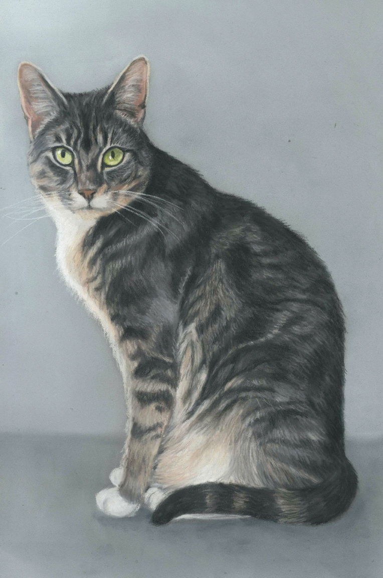Dexter cat portrait in pastels. Pet Portraits UK commissions