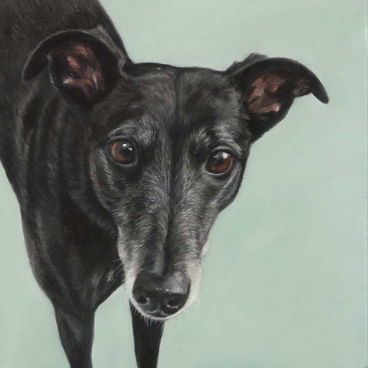 Cal, blackgreyhound on a green background