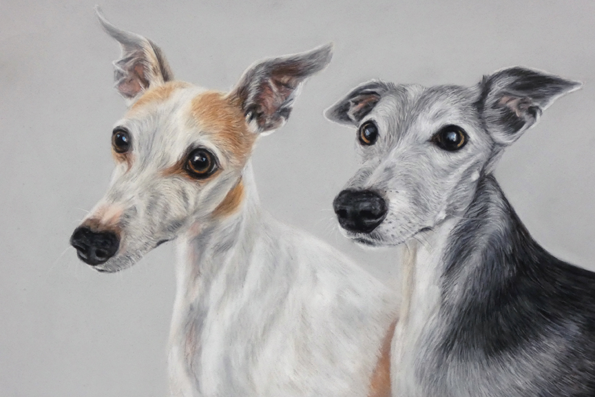 Dog pet portrait of two whippets