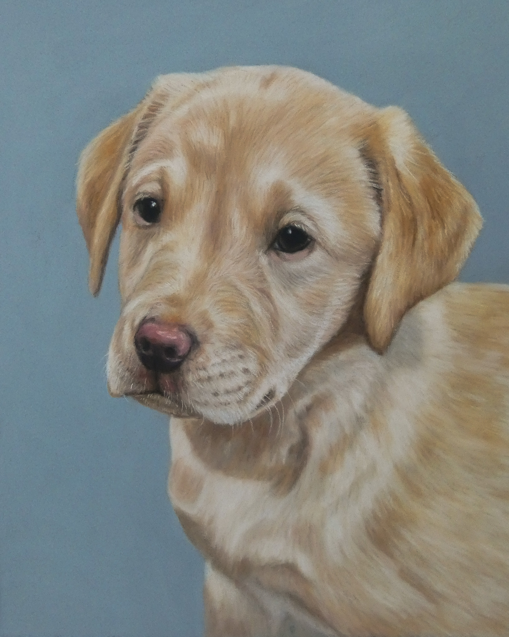 Cal, blackgreyhound on a green background